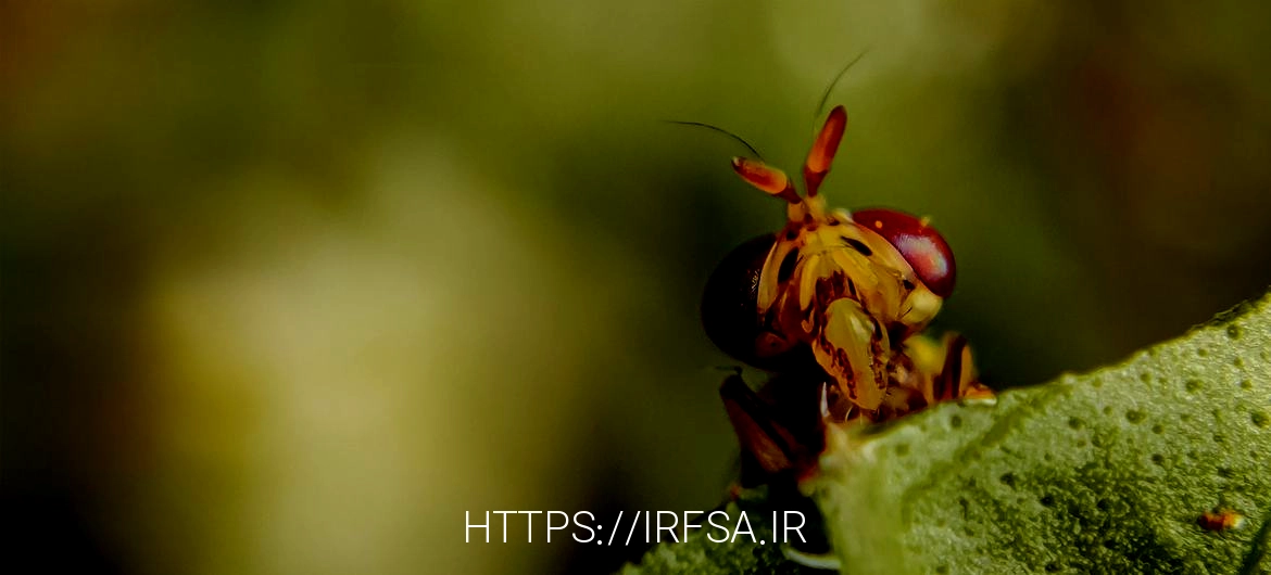 نمای نزدیک از مگس medfly که بیشتر به عنوان مگس میوه شناخته می شود.