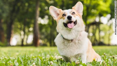یک مطالعه جدید اولین باری است که دانشمندان به ارتباط بین اشک و احساسات در سگ ها پی بردند.